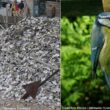 Pourquoi et comment fournir du calcium aux oiseaux dans les jardins à partir de la fin de l&rsquo;hiver ?