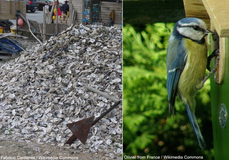 Pourquoi et comment fournir du calcium aux oiseaux dans les jardins à partir de la fin de l&rsquo;hiver ?