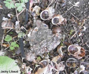 Forge de Grive musicienne (Turdus philomelos)