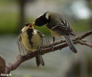 Mésange charbonnière (Parus major) nourrissant son jeune