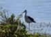 1-Échasse blanche | Himantopus himantopus | Black-winged Stilt