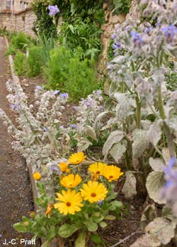 Fleurs semées dans une ruelle de Saint-Savinien (Charente-Maritime)