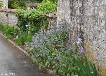 Fleurs semées dans une ruelle de Saint-Savinien (Charente-Maritime)