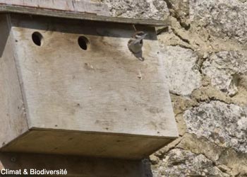 Moineau friquet (Passer montanus)