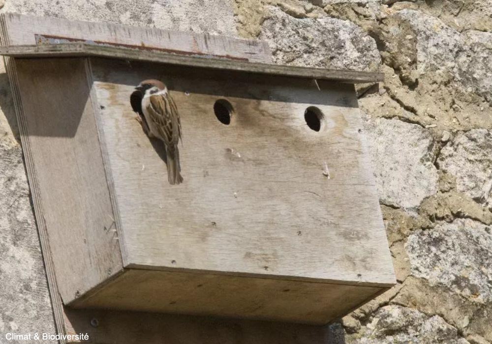 Moineau friquet (Passer montanus)