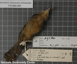 Grisin ardoisé (Cercomacra cinerascens) mâle naturalisé de la sous-espèce immaculata
