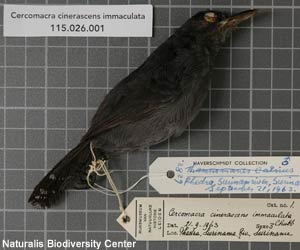 Grisin ardoisé (Cercomacra cinerascens) mâle naturalisé de la sous-espèce immaculata