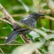 Description en Amazonie de deux nouvelles espèces de passereaux du genre Cercomacra
