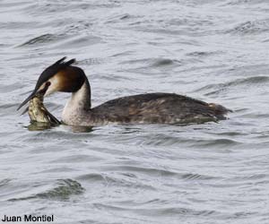 Grèbe huppé (Podiceps cristatus) ayant capturé un Pouillot véloce (Phylloscopus collybita) 