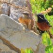 Priorité ou stabilité, les dilemmes de la nomenclature des oiseaux