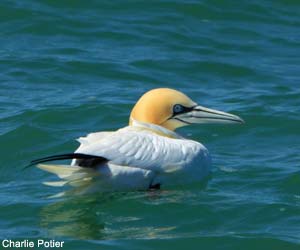 Fou de Bassan (Morus bassanus)