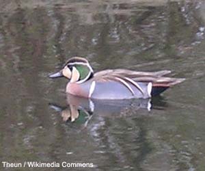 Sarcelle élégante (Sibirionetta formosa)