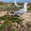 La plus grande colonie mondiale de Goélands d&rsquo;Audouin est désormais installée dans le sud du Portugal