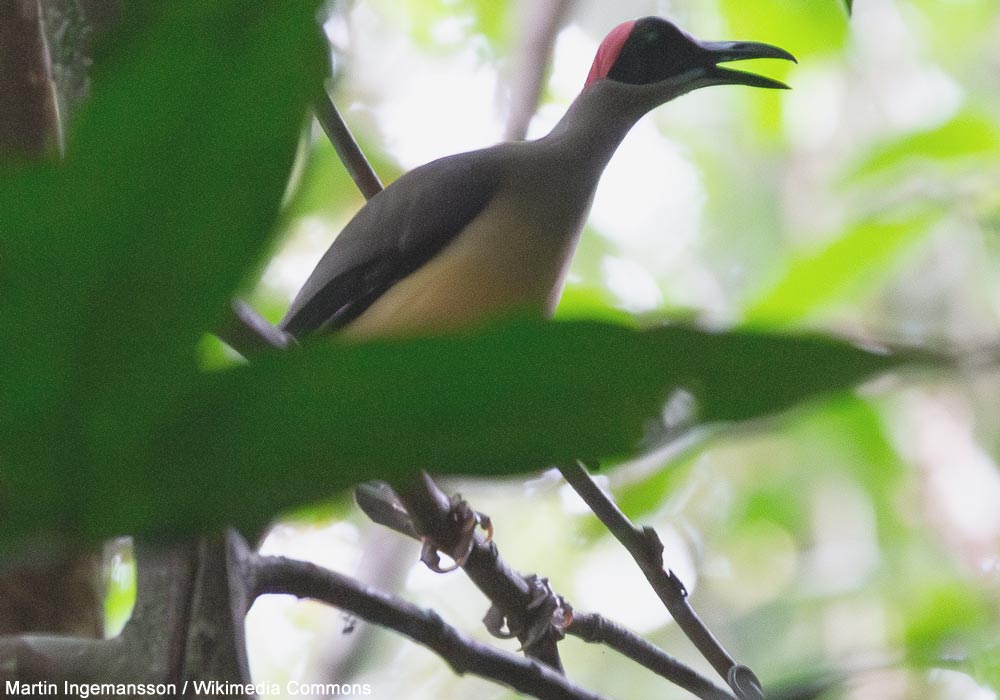 Picatharte du Cameroun (Picathartes oreas)