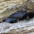 La population sauvage espagnole d&rsquo;Ibis chauves a dépassé les 50 couples en 2025