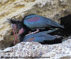 Ibis chauves (Geronticus eremita)