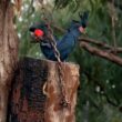 Première reproduction réussie d&rsquo;un couple de Cacatoès noirs dans une cavité artificielle en Australie
