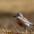 La population de la rarissime sous-espèce de l&rsquo;île du Sud (Nouvelle-Zélande) du Pluvier roux semble enfin se stabiliser