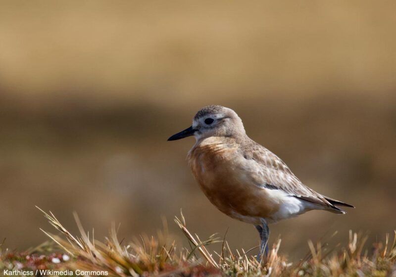 La population de la rarissime sous-espèce de l&rsquo;île du Sud (Nouvelle-Zélande) du Pluvier roux semble enfin se stabiliser