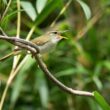 Première description depuis 1982 d&rsquo;une nouvelle espèce d&rsquo;oiseau au Japon, le Pouillot des Tokara
