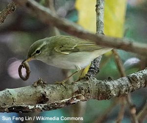 Pouillot d'Ijima (Phylloscopus ijimae)