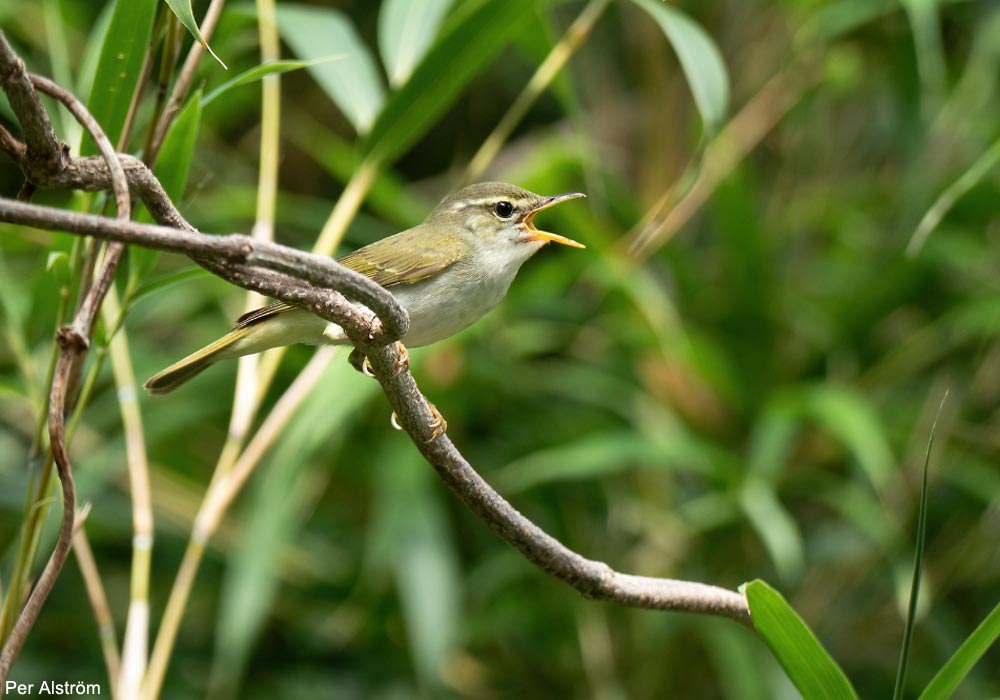 Pouillot des Tokara (Phylloscopus tokaraensis)
