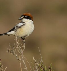 Rencontres Nationales dédiées aux pies-grièches