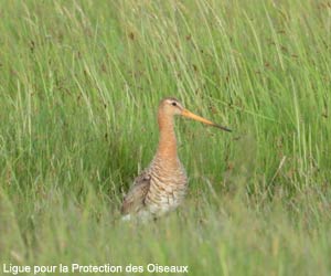 Barge à queue noire (Limosa limosa)