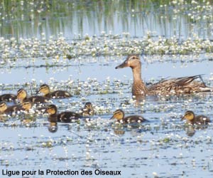 Canard colvert (Anas platyrhynchos) femelle et ses canetons dans la réserve naturelle régionale du marais de la Vacherie (Vendée)