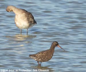 Chevalier arlequin (Tringa erythropus) et Barge à queue noire (Limosa limosa)