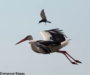 Guifette noire (Chlidonias niger) houspillant une Cigogne blanche (Ciconia ciconia) 