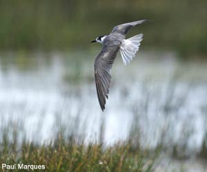 Guifette noire (Chlidonias niger)