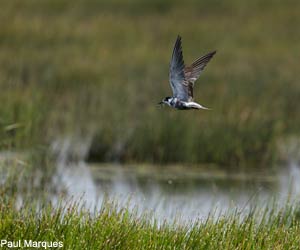 Guifette noire (Chlidonias niger)