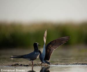 Guifettes noires (Chlidonias niger)