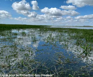 Prairie inondée