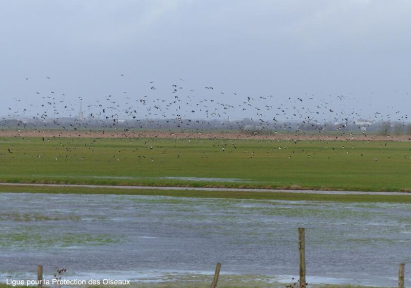 La réserve du marais de la Vacherie (Vendée), un refuge important pour l’avifaune des prairies humides atlantiques