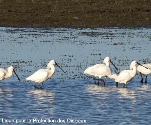 Spatules blanches (Platalea leucorodia)