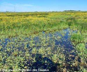 Vue au printemps d'une prairie humide dans la réserve naturelle régionale du marais de la Vacherie (Vendée) 
