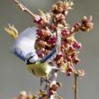 Mésange bleue
