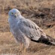 Deuxième édition des Rencontres Naturalistes du Cher