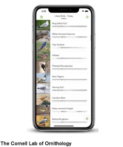 Merlin Bird ID
