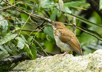 Cossyphe du Cholo (Chamaetylas choloensis)
