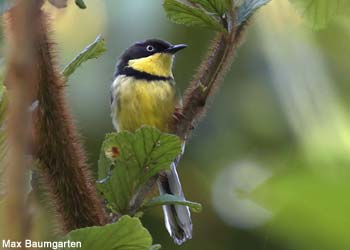 Apalis noir et jaune (Apalis flavigularis) 