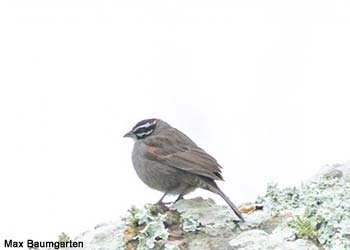 Bruant de Vincent (Emberiza vincenti)