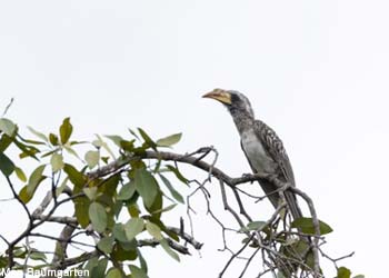 Calao à bec pâle (Lophoceros pallidirostris)