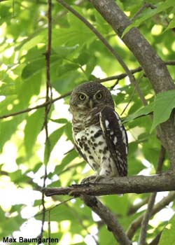 Chevêchette du Cap (Glaucidium capense)
