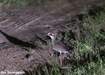Courvite à ailes bronzées (Rhinoptilus chalcopterus)