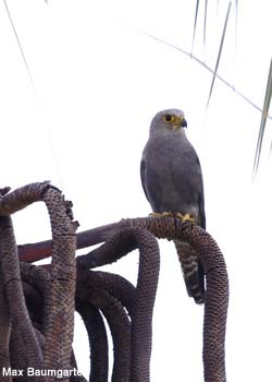 Faucon de Dickinson (Falco dickinsoni)