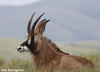 Hippotrague rouan (Hippotragus equinus)