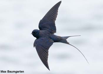 Hirondelle bleue (Hirundo atrocaerulea)